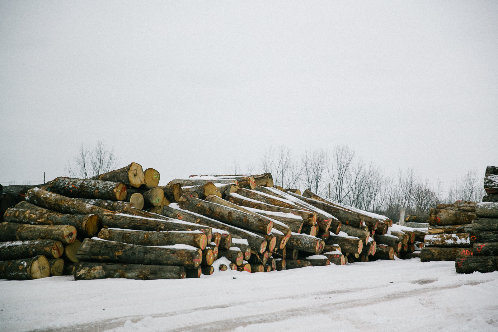 Understanding Color in Custom Wood Veneer 